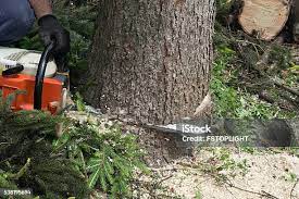Best Tree Health Inspection  in Montclair State University, NJ