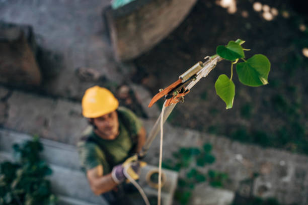 Best Tree Removal  in Montclair State University, NJ