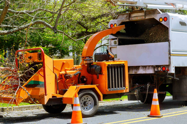 How Our Tree Care Process Works  in  Montclair State University, NJ