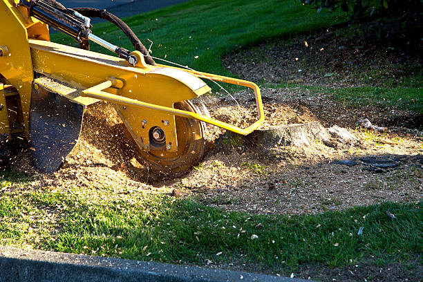 Best Lawn Disease Treatment  in Montclair State University, NJ